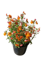 Nemesia Nesia (Assorted) 15cm