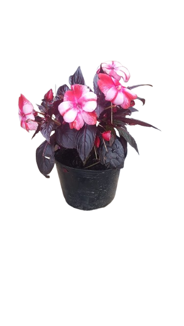 New Guinea Impatient Harmony Assorted - 15cm