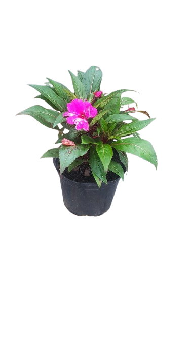 New Guinea Impatient Harmony Assorted - 15cm