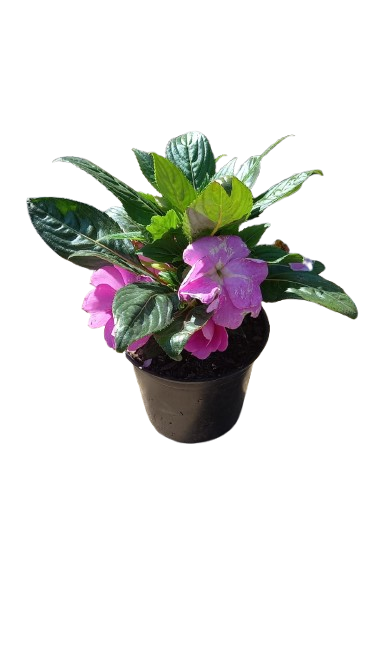 New Guinea Impatient Harmony Assorted - 15cm