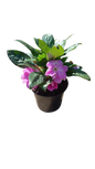 New Guinea Impatient Harmony Assorted - 15cm