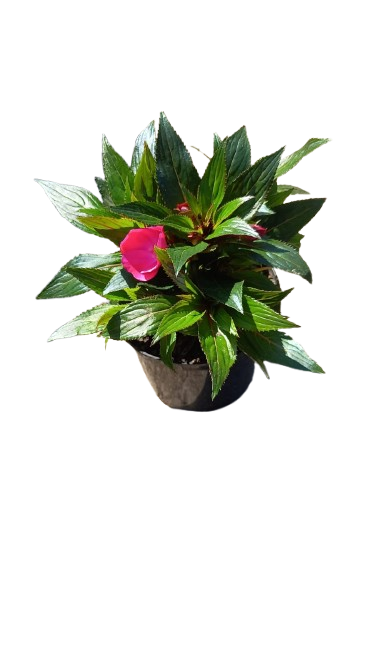 New Guinea Impatient Harmony Assorted - 15cm