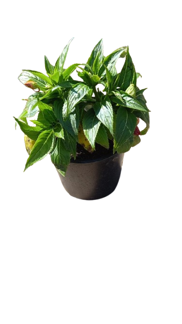 New Guinea Impatient Harmony Assorted - 15cm