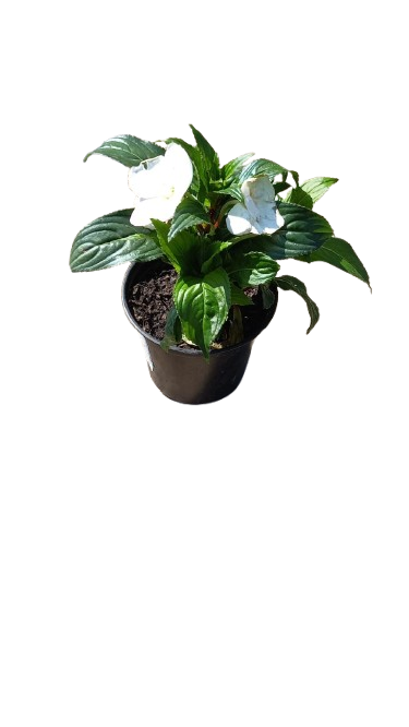 New Guinea Impatient Harmony Assorted - 15cm
