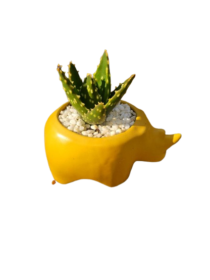 Animal Novelty Ceramic Succulent - Assorted