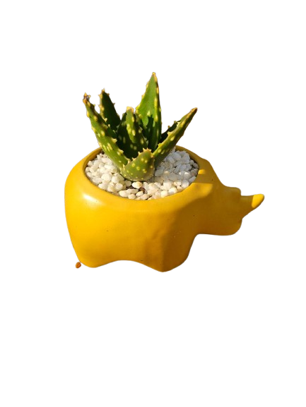 Animal Novelty Ceramic Succulent - Assorted