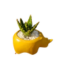 Animal Novelty Ceramic Succulent - Assorted