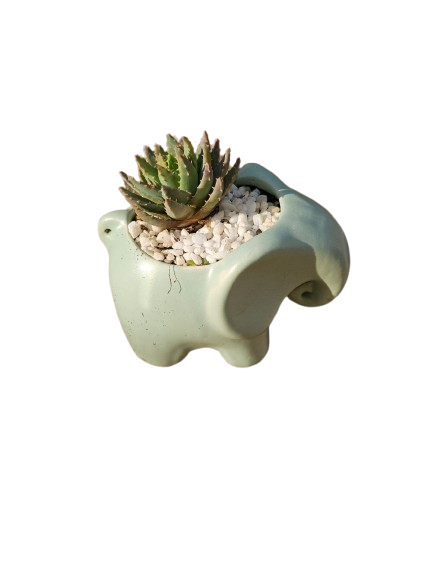 Animal Novelty Ceramic Succulent - Assorted