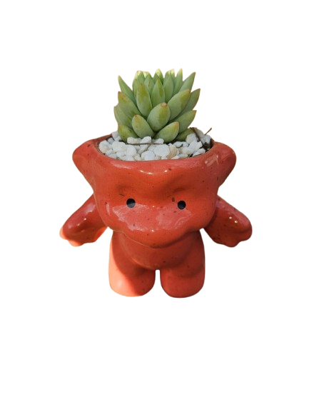 Animal Novelty Ceramic Succulent - Assorted