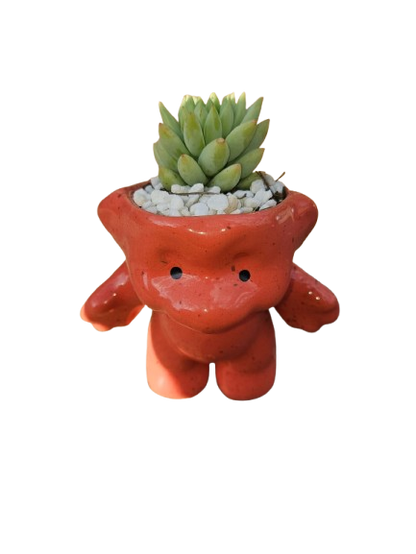 Animal Novelty Ceramic Succulent - Assorted