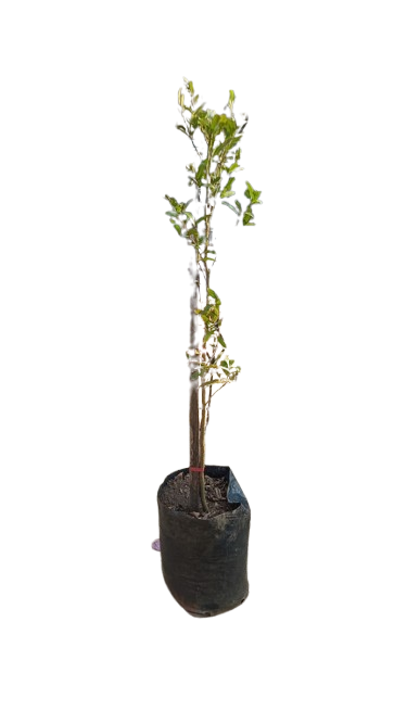 Ochna Serrulata 20L