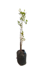 Ochna Serrulata 20L