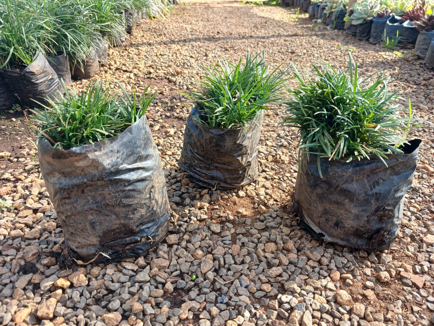 Ophiopogon Kyoto Dwarf 1.5L