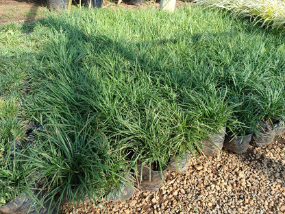 Ophiopogon Japonicus 'Tall Mondo' 1.5L