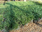 Ophiopogon Japonicus 'Tall Mondo' 1.5L
