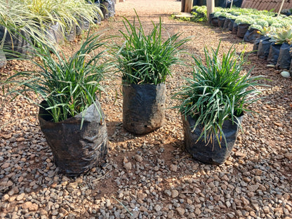 Ophiopogon Japonicus 'Tall Mondo' 1.5L