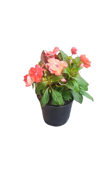 New Guinea Impatient Harmony Assorted - 15cm