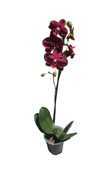 Phalaenopsis Single Stem 12cm