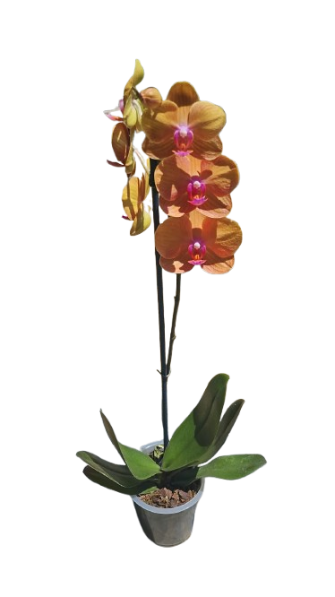 Phalaenopsis Single Stem 12cm