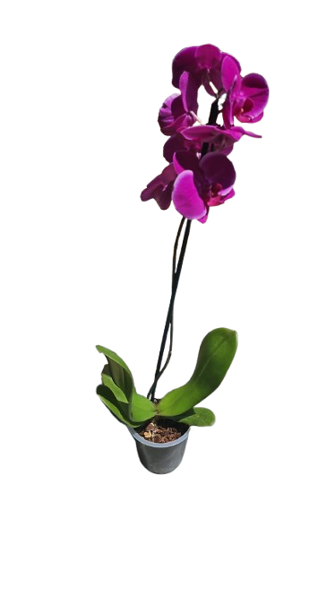 Phalaenopsis Single Stem 12cm