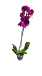 Phalaenopsis Single Stem 12cm