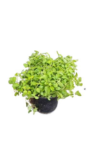 Origanum 15cm pot