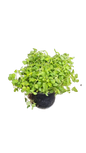 Origanum 15cm pot