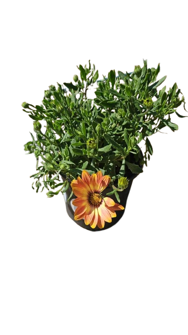 Osteospermum Assorted 17cm