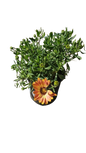 Osteospermum Assorted 17cm