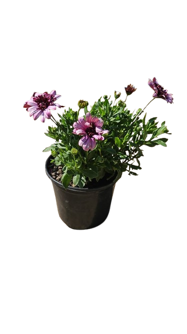 Osteospermum Assorted 17cm