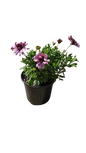 Osteospermum Assorted 17cm