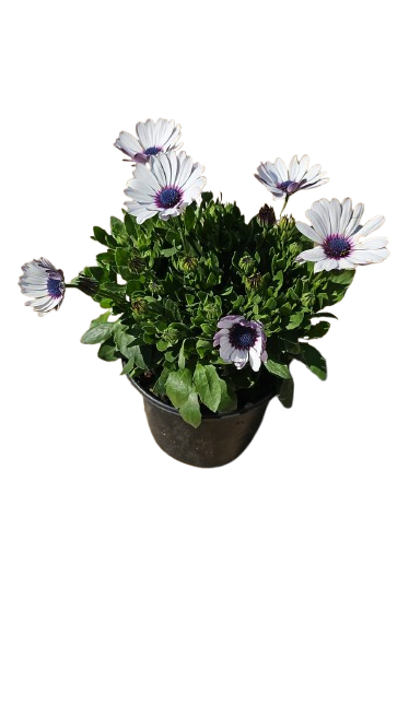 Osteospermum Ostica - 17CM - Assorted
