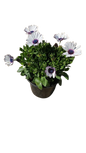 Osteospermum Ostica - 17CM - Assorted