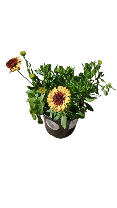 Osteospermum Ostica - 17CM - Assorted