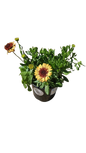 Osteospermum Ostica - 17CM - Assorted