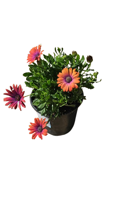 Osteospermum Ostica - 17CM - Assorted