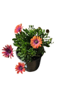Osteospermum Ostica - 17CM - Assorted