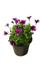 Osteospermum Ostica - 17CM - Assorted