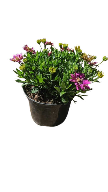 Osteospermum FP Assorted 17cm