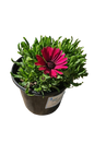 Osteospermum Serenity assorted 17cm