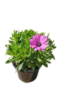 Osteospermum Serenity assorted 17cm