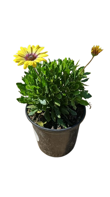Osteospermum Serenity assorted 17cm