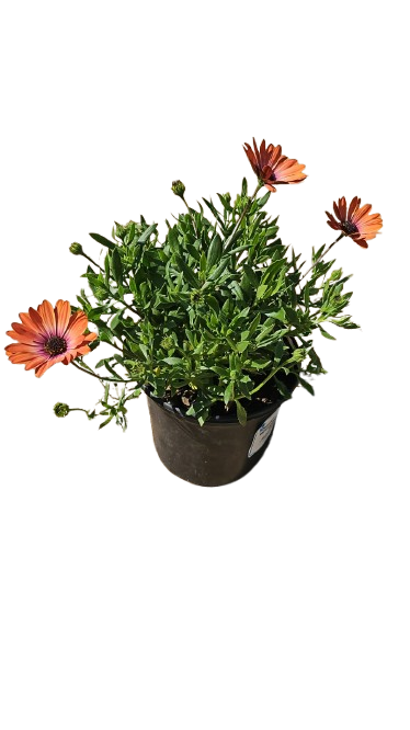 Osteospermum Assorted 17cm