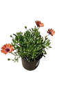 Osteospermum Assorted 17cm