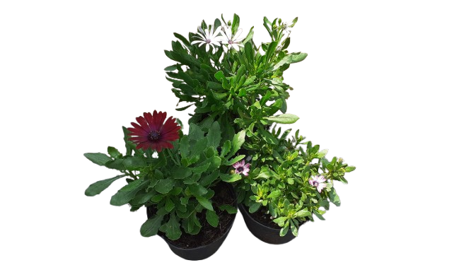Osteospermum 'Ostica' 15cm Various colour