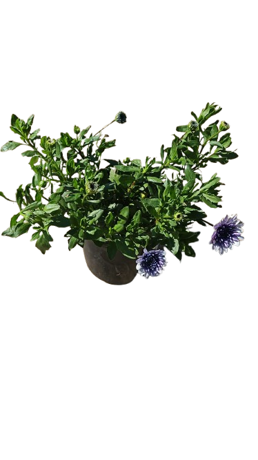 Osteospermum Assorted 17cm