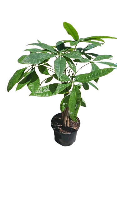 Pachira Braided 20cm