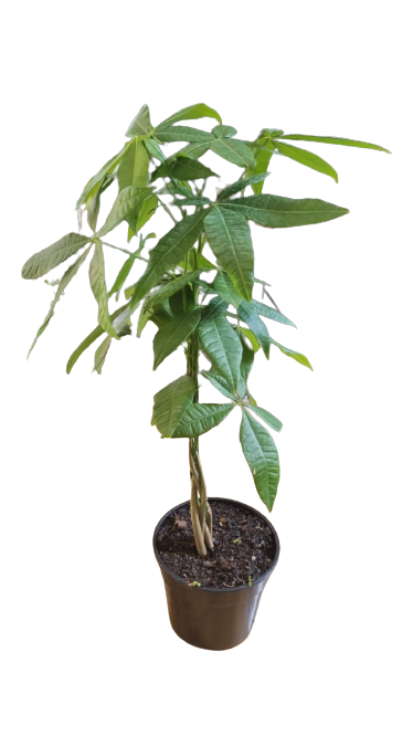 Pachira Aquatica Braided Various Sizes