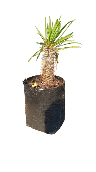 Pachypodium Lamerei (Halfmens) - 10L