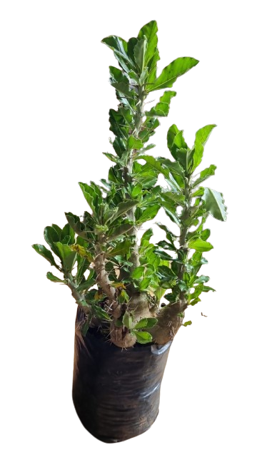 Pachypodium saundersii 10L